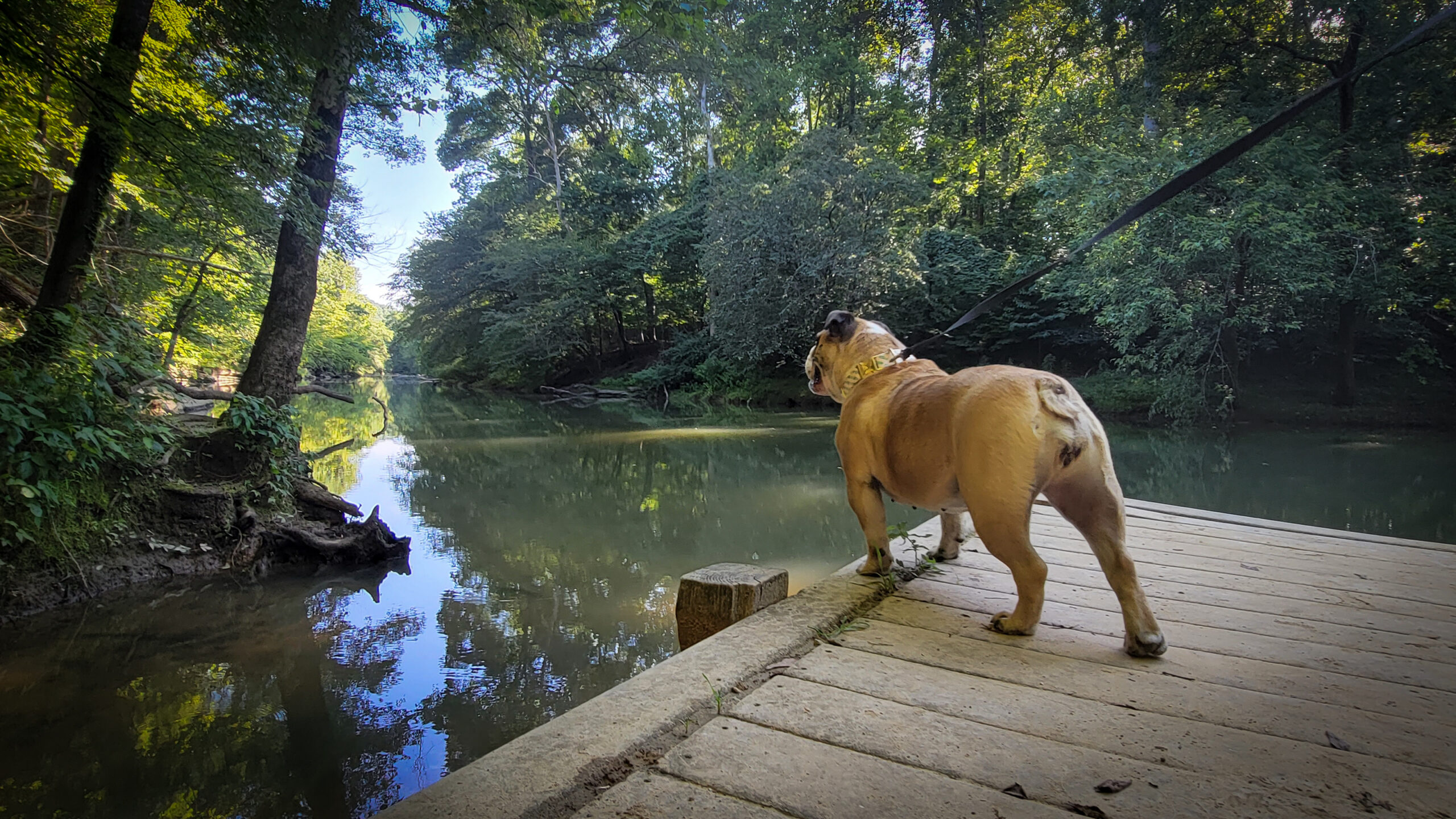 Addy at Greenway Farms